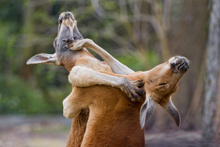 Wild and Wacky: A Gallery of Funny Animal Antics