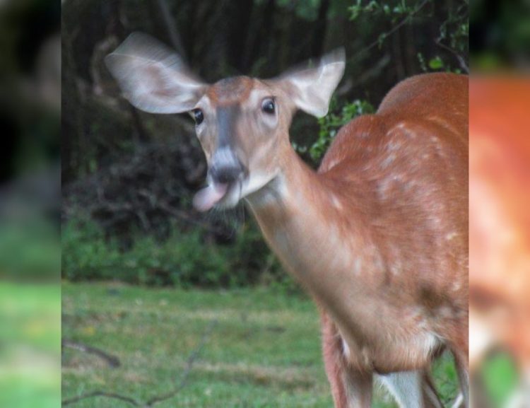 Wild and Wacky: A Gallery of Funny Animal Antics