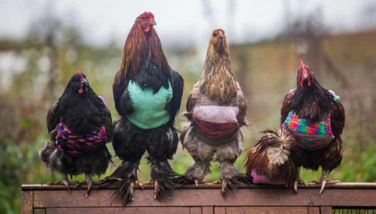 Wild and Wacky: A Gallery of Funny Animal Antics
