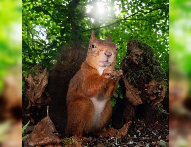 Wild and Wacky: A Gallery of Funny Animal Antics