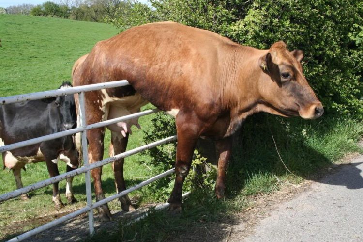 Wild and Wacky: A Gallery of Funny Animal Antics