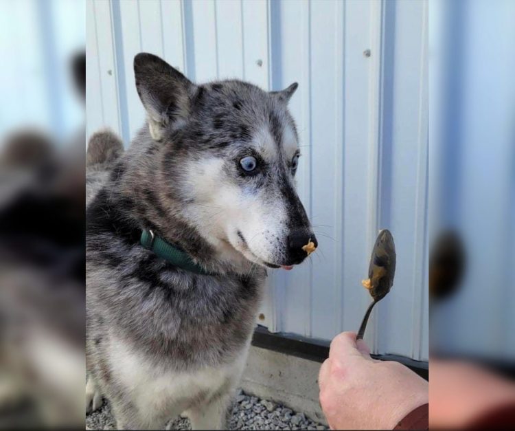 Wild and Wacky: A Gallery of Funny Animal Antics