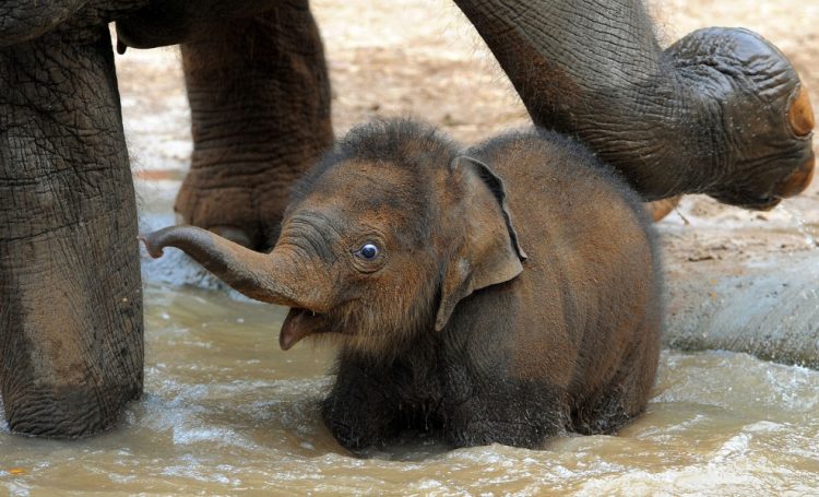 Wild and Wacky: A Gallery of Funny Animal Antics