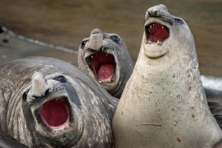 Wild and Wacky: A Gallery of Funny Animal Antics