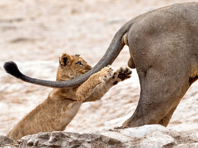 Wild and Wacky: A Gallery of Funny Animal Antics