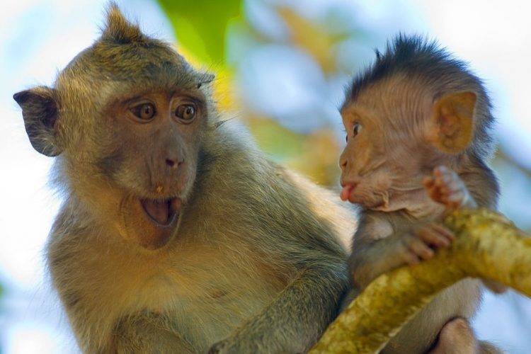 Wild and Wacky: A Gallery of Funny Animal Antics