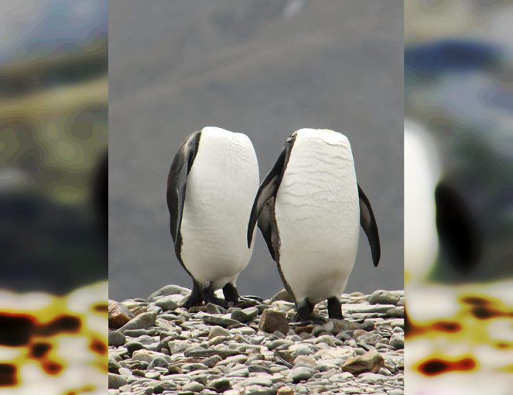 Wild and Wacky: A Gallery of Funny Animal Antics