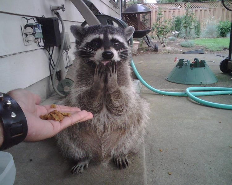 Wild and Wacky: A Gallery of Funny Animal Antics