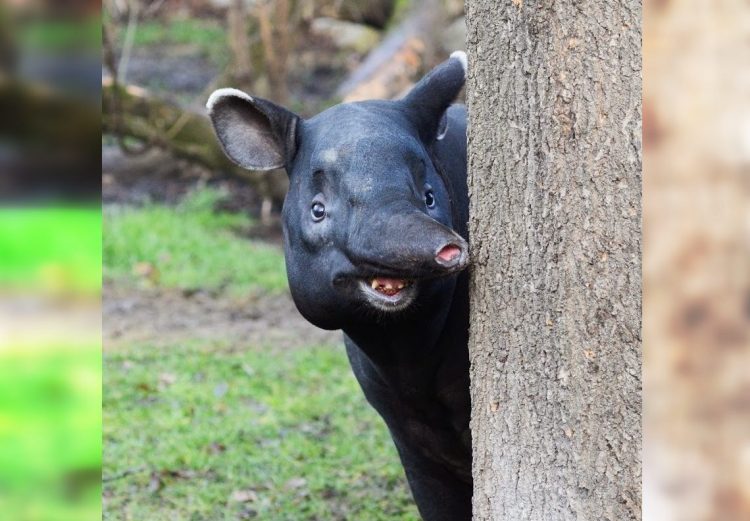 Wild and Wacky: A Gallery of Funny Animal Antics