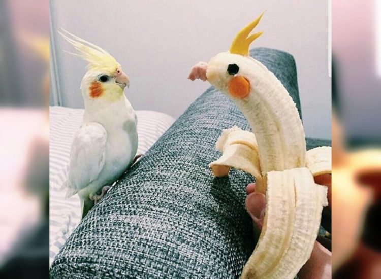 Wild and Wacky: A Gallery of Funny Animal Antics