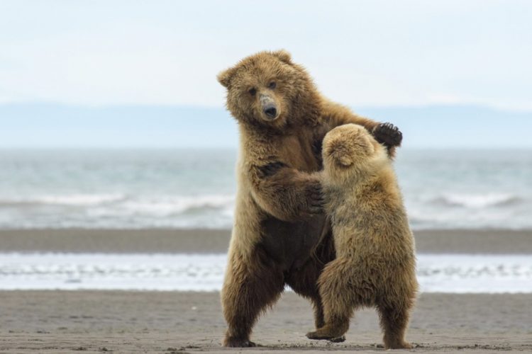 Wild and Wacky: A Gallery of Funny Animal Antics