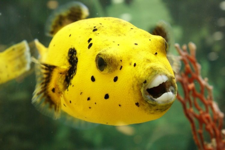 Wild and Wacky: A Gallery of Funny Animal Antics