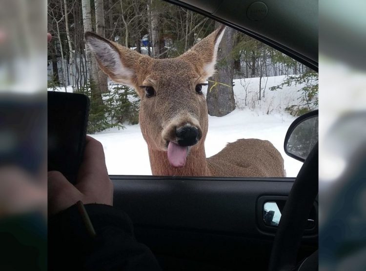 Wild and Wacky: A Gallery of Funny Animal Antics