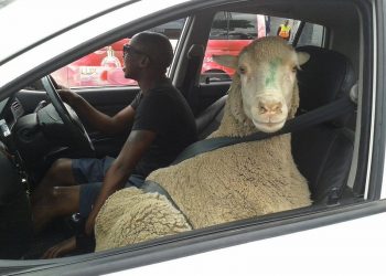 Car Capers Unleashed: Funny Moments on the Road