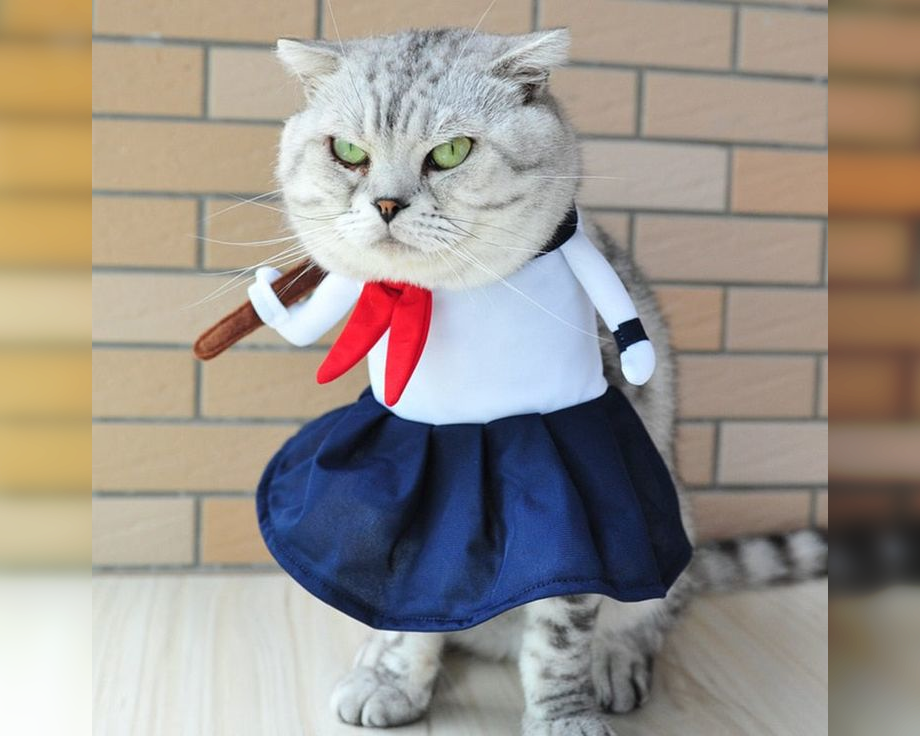 Cat Couture Comedy: Dress-Up Delights That Amuse