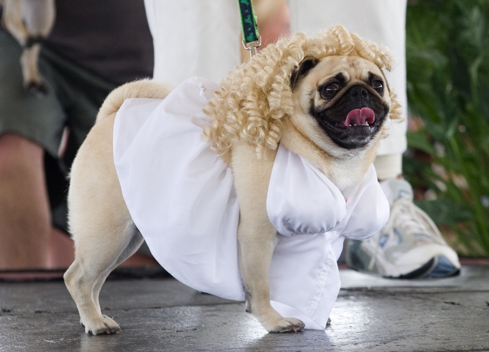 Doggie Dress-Up Delights: Laughter Unleashed in Costumes
