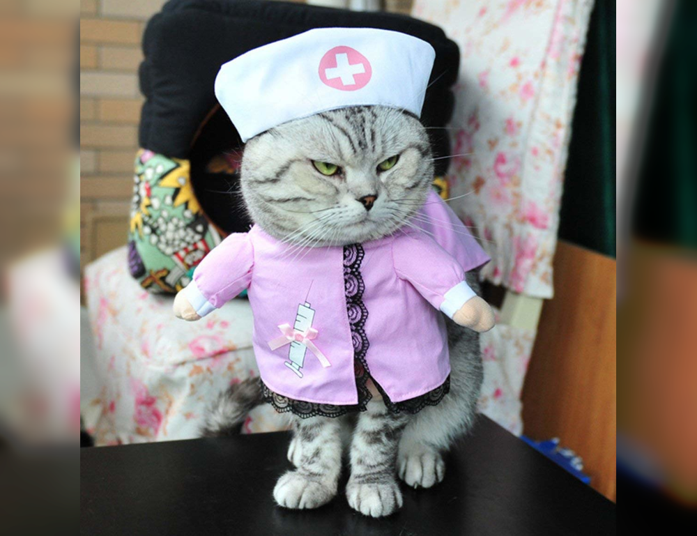 Cat Couture Comedy: Dress-Up Delights That Amuse