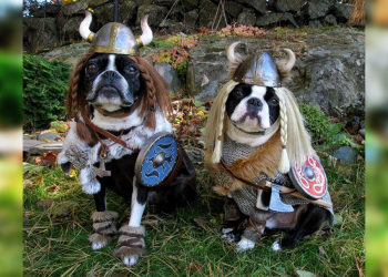 Doggie Dress-Up Delights: Laughter Unleashed in Costumes