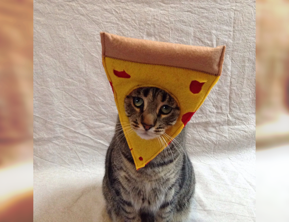 Cat Couture Comedy: Dress-Up Delights That Amuse
