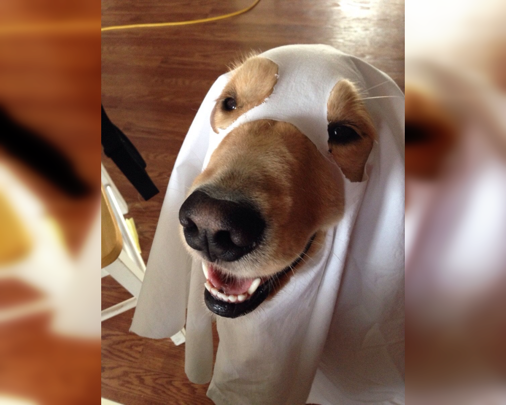 Doggie Dress-Up Delights: Laughter Unleashed in Costumes