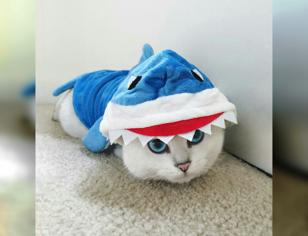 Cat Couture Comedy: Dress-Up Delights That Amuse