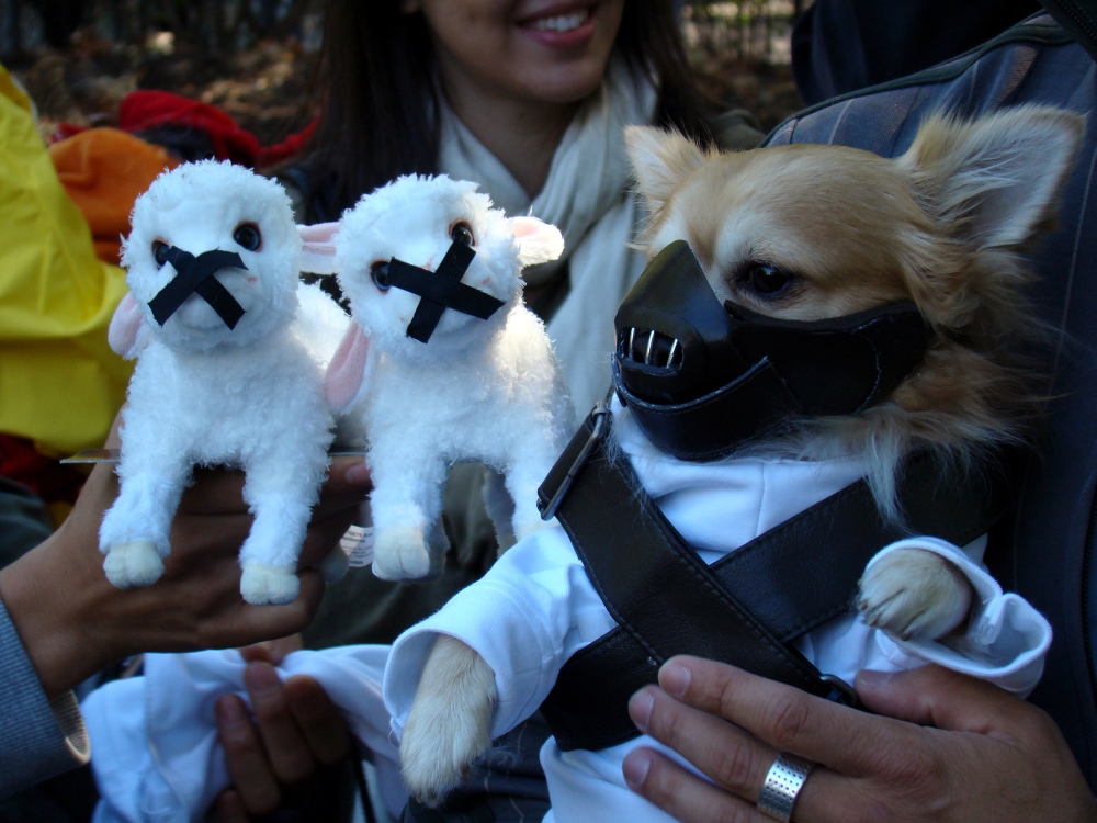 Doggie Dress-Up Delights: Laughter Unleashed in Costumes