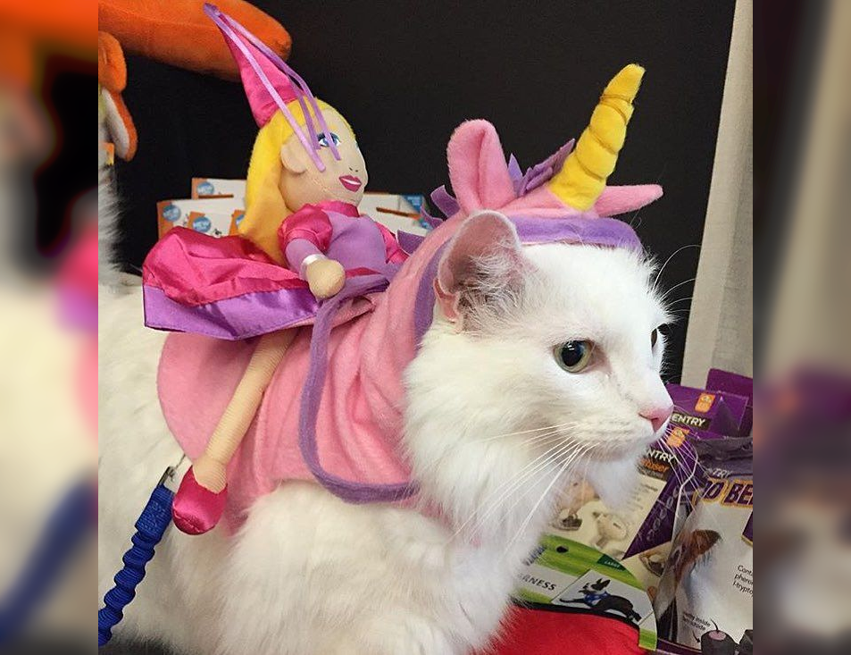 Cat Couture Comedy: Dress-Up Delights That Amuse