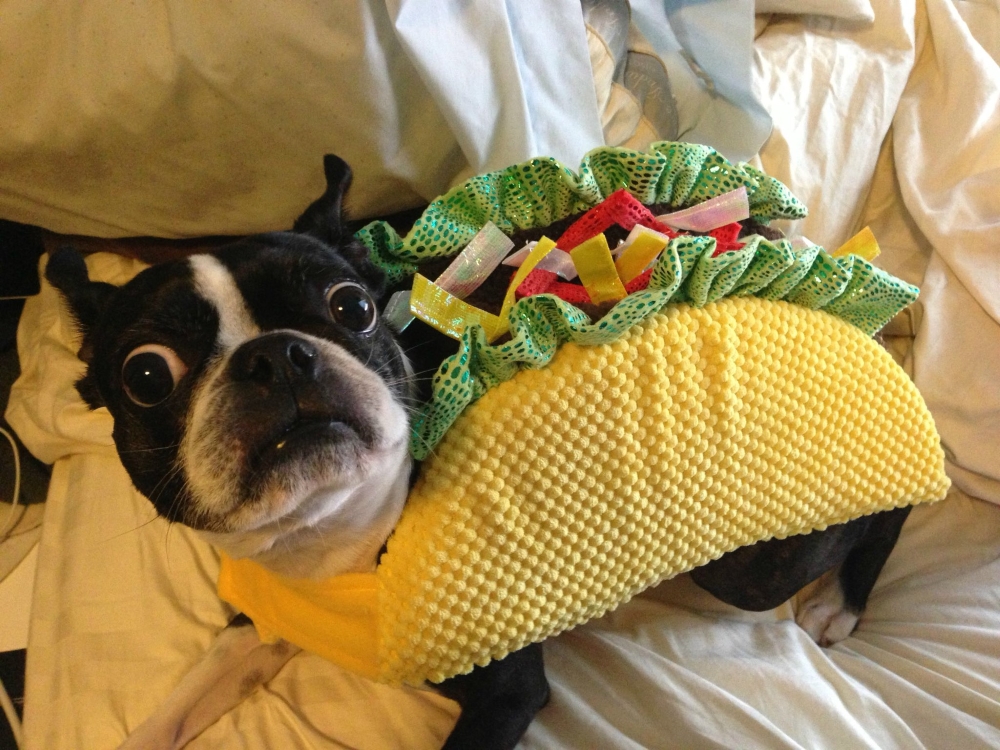 Doggie Dress-Up Delights: Laughter Unleashed in Costumes