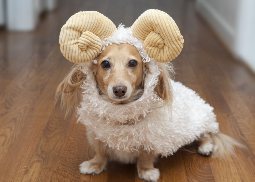 Doggie Dress-Up Delights: Laughter Unleashed in Costumes