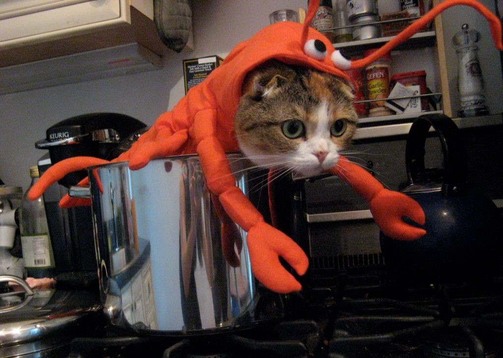 Cat Couture Comedy: Dress-Up Delights That Amuse