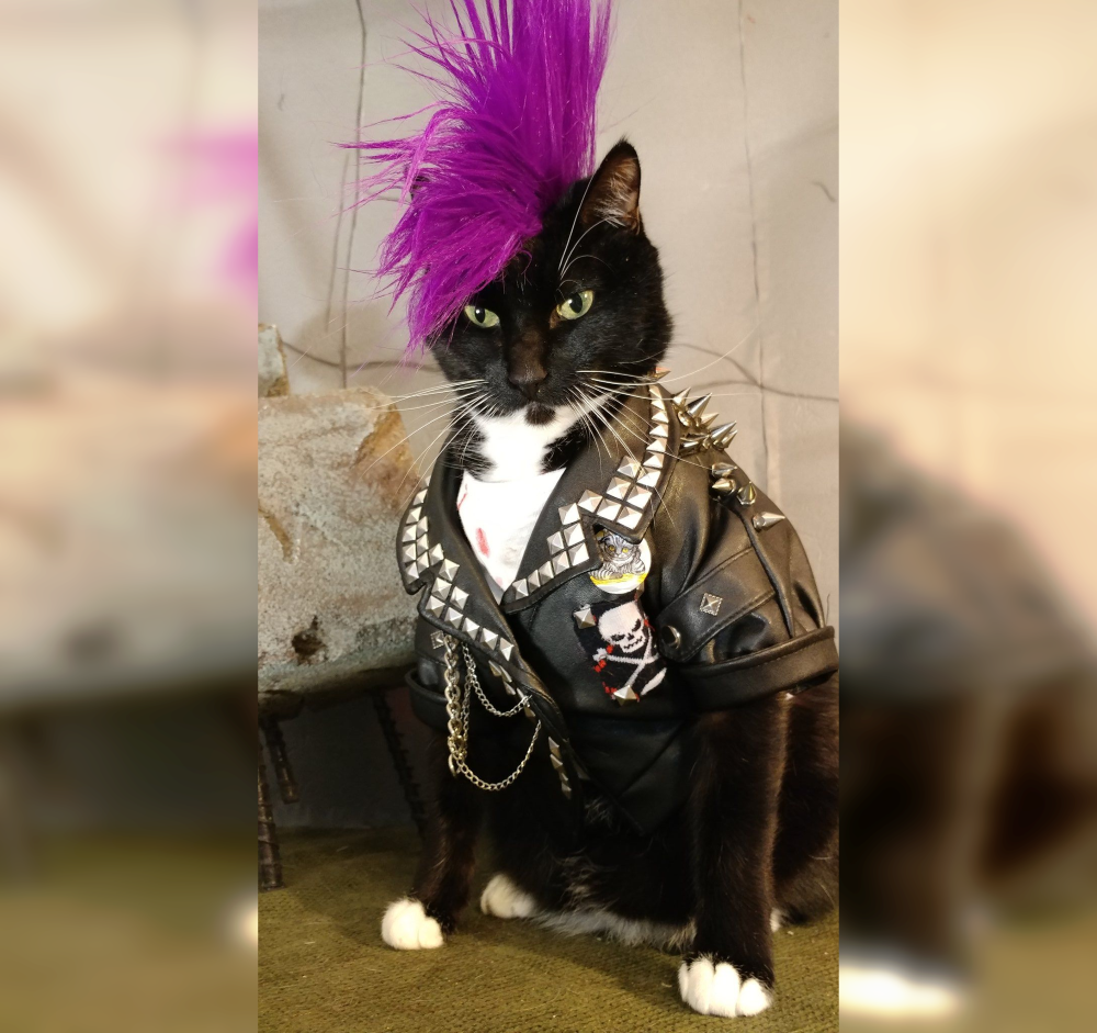 Cat Couture Comedy: Dress-Up Delights That Amuse