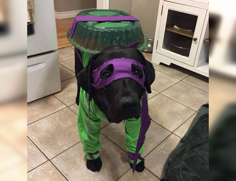 Doggie Dress-Up Delights: Laughter Unleashed in Costumes