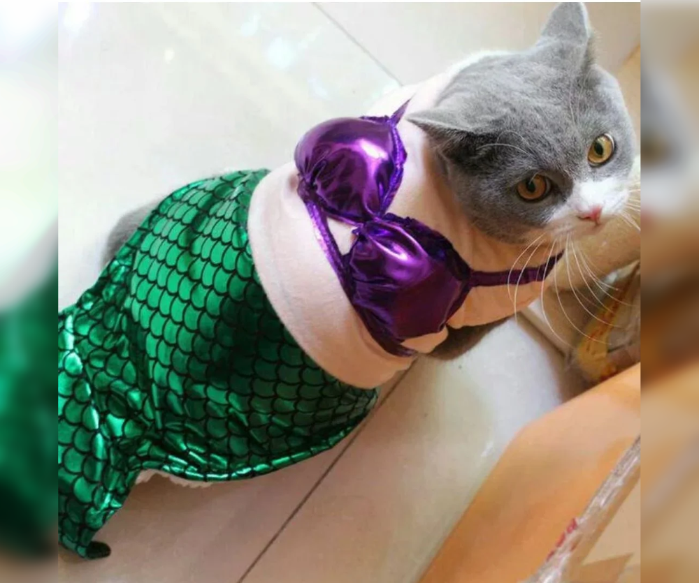 Cat Couture Comedy: Dress-Up Delights That Amuse