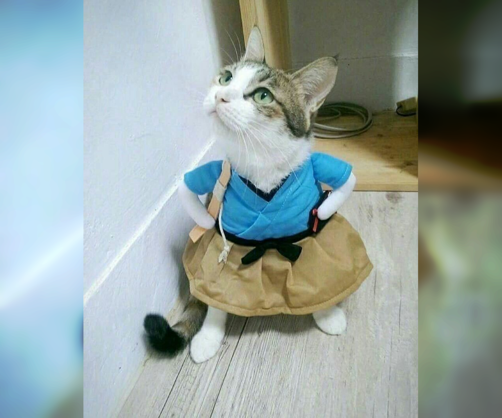 Cat Couture Comedy: Dress-Up Delights That Amuse