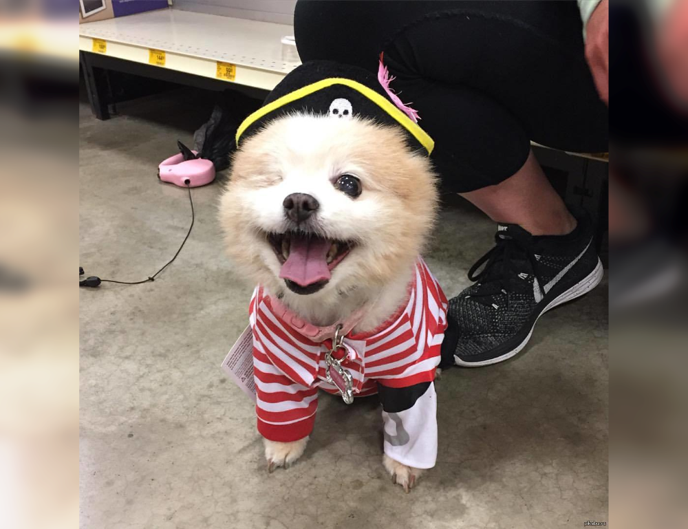 Doggie Dress-Up Delights: Laughter Unleashed in Costumes