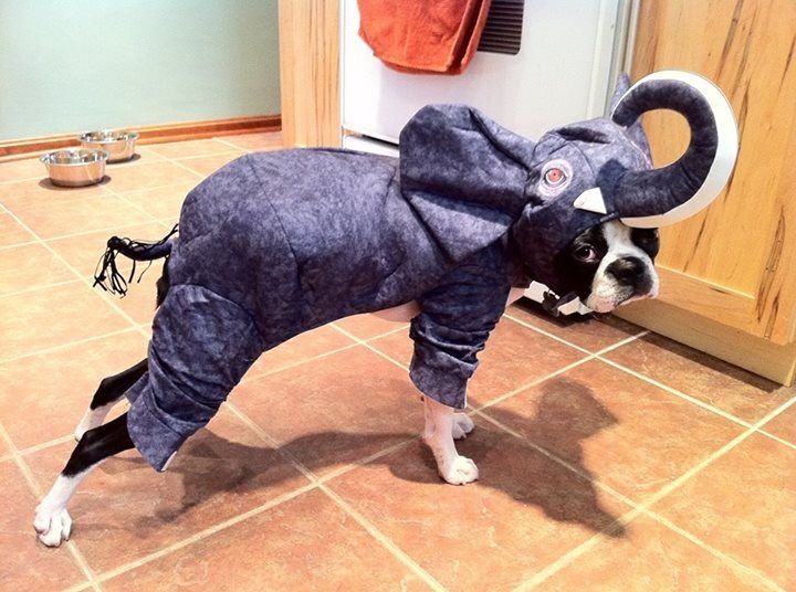 Doggie Dress-Up Delights: Laughter Unleashed in Costumes