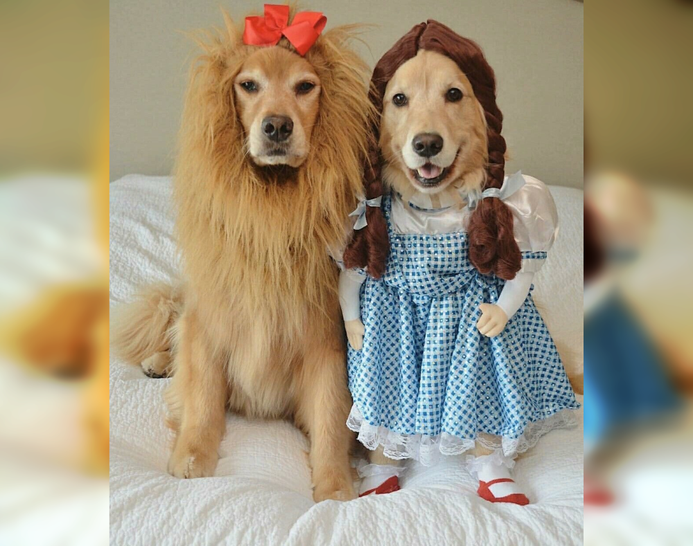 Doggie Dress-Up Delights: Laughter Unleashed in Costumes