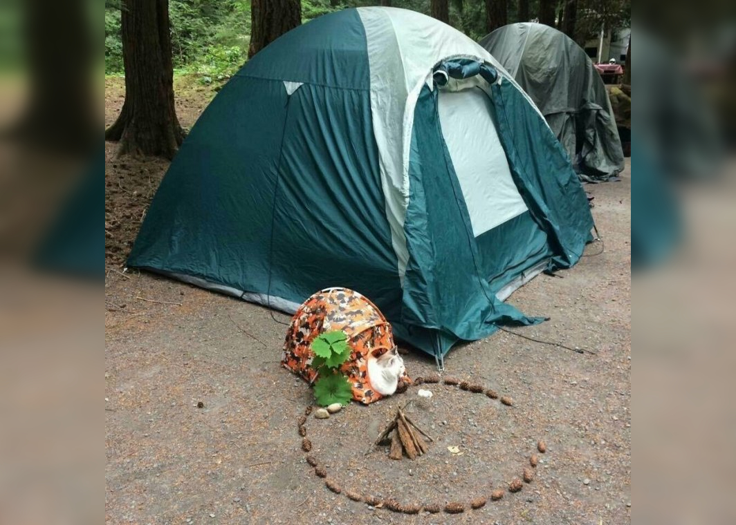 Top 30 Photos of Funny Camping Failures