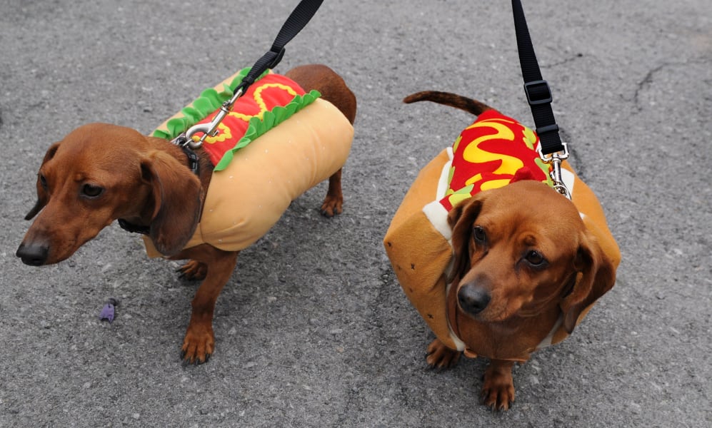 Doggie Dress-Up Delights: Laughter Unleashed in Costumes