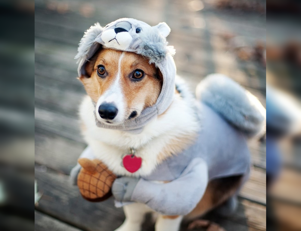 Doggie Dress-Up Delights: Laughter Unleashed in Costumes