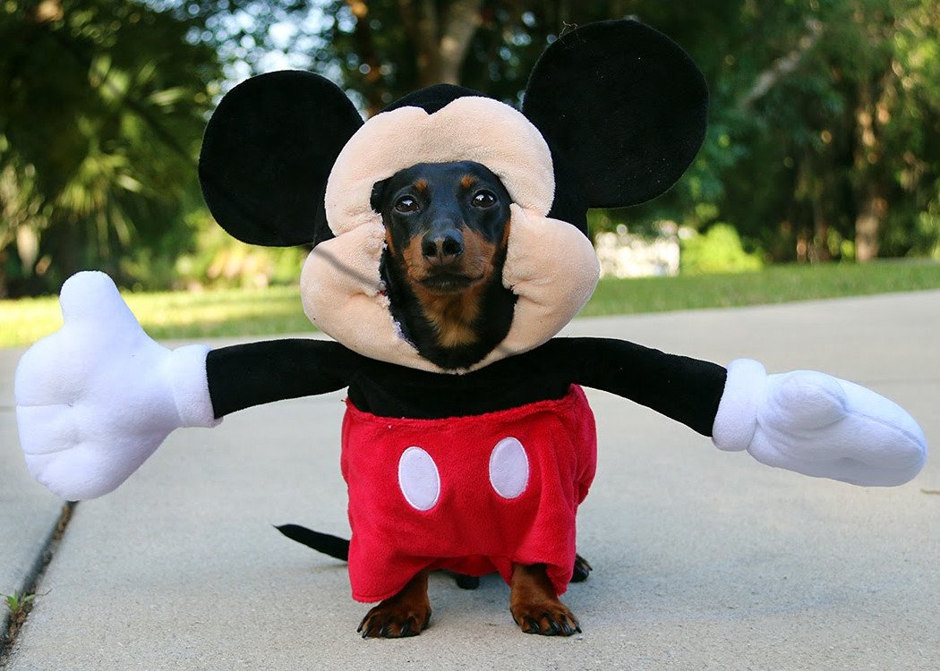 Doggie Dress-Up Delights: Laughter Unleashed in Costumes