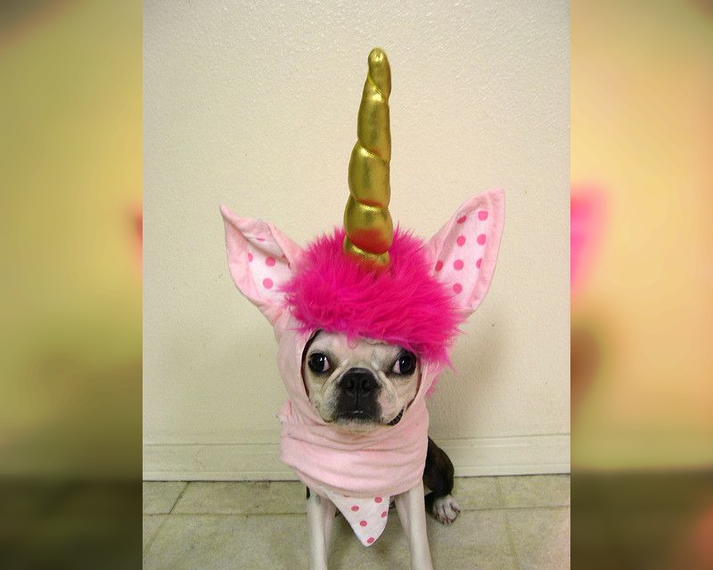 Doggie Dress-Up Delights: Laughter Unleashed in Costumes