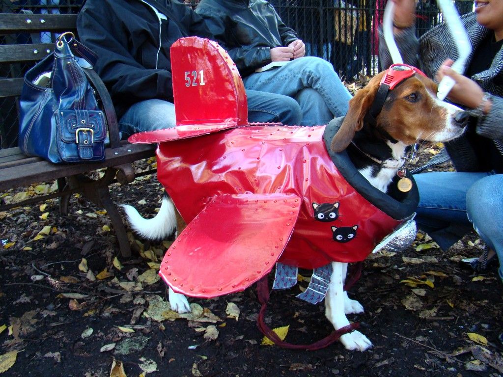 Doggie Dress-Up Delights: Laughter Unleashed in Costumes