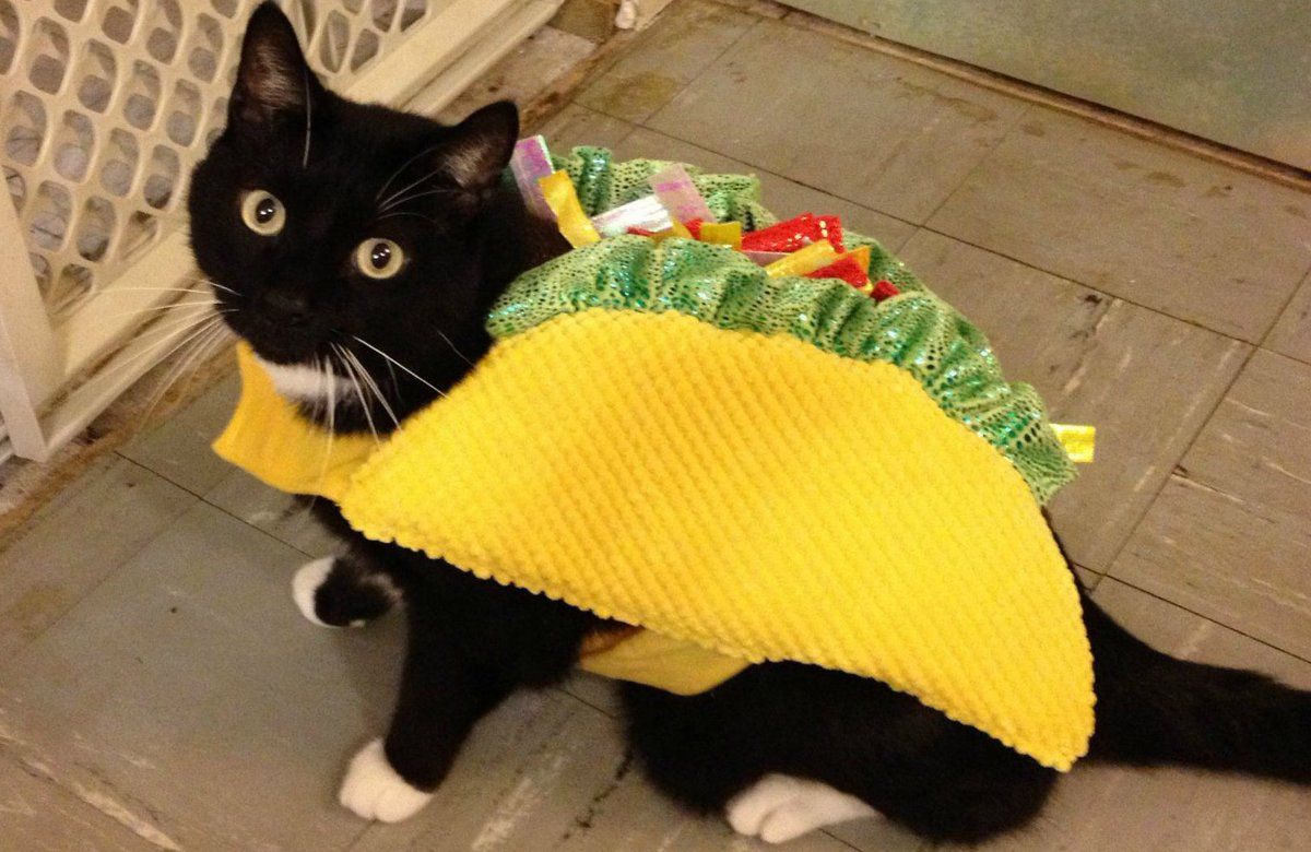 Cat Couture Comedy: Dress-Up Delights That Amuse