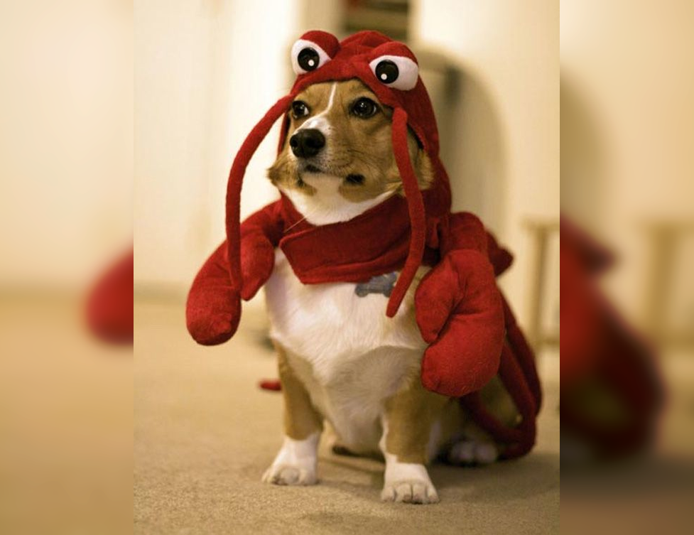 Doggie Dress-Up Delights: Laughter Unleashed in Costumes