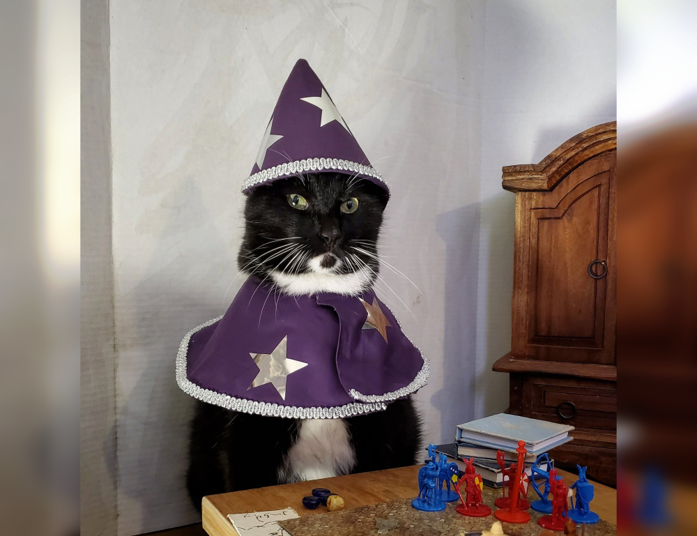 Cat Couture Comedy: Dress-Up Delights That Amuse