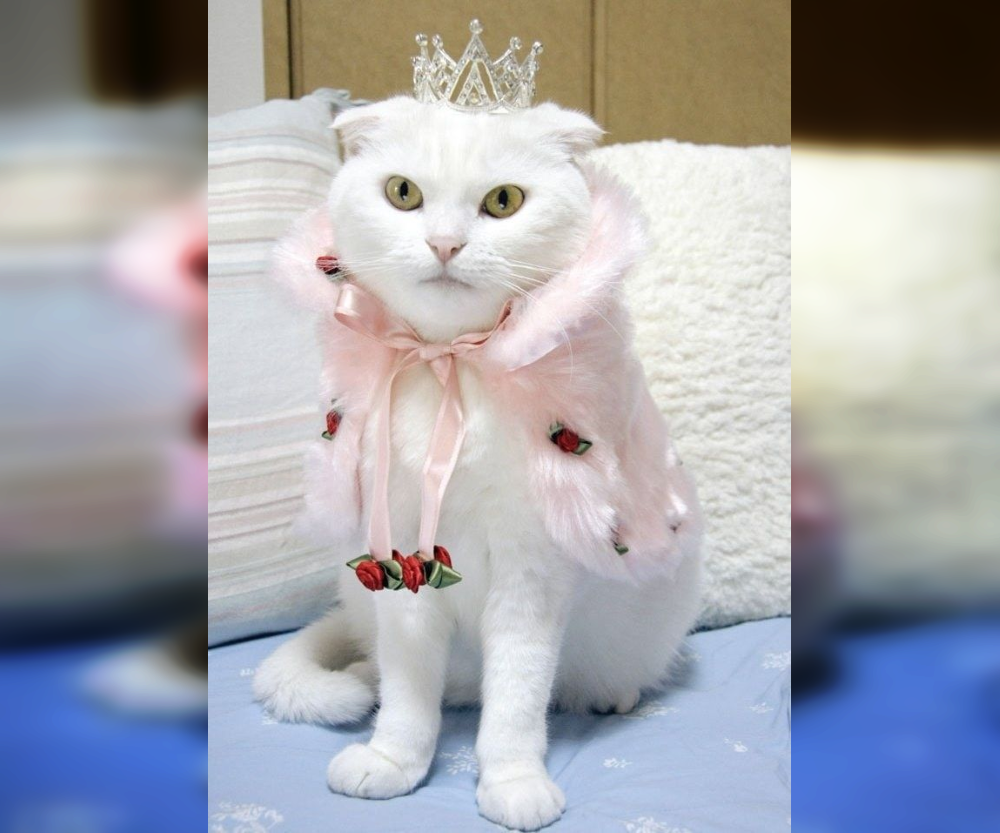 Cat Couture Comedy: Dress-Up Delights That Amuse