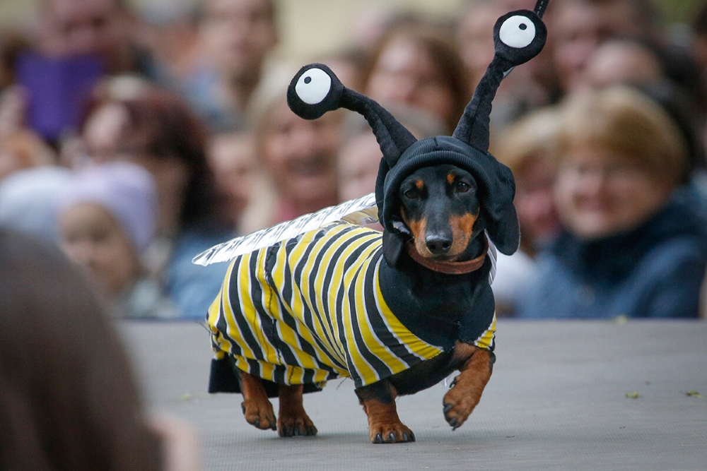 Doggie Dress-Up Delights: Laughter Unleashed in Costumes