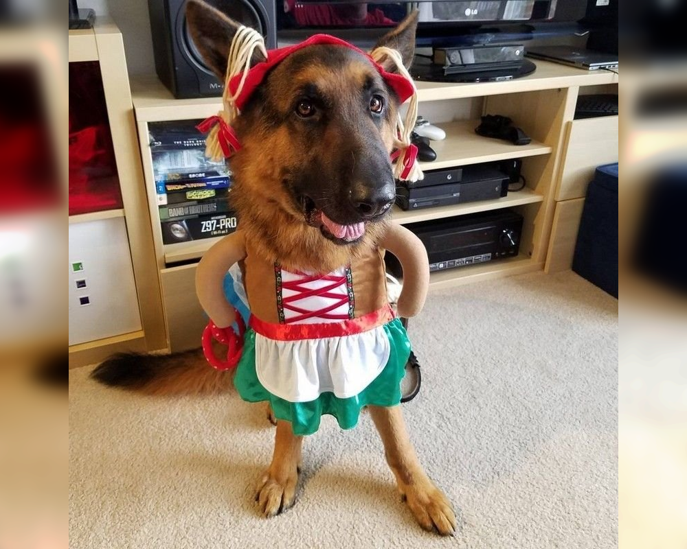 Doggie Dress-Up Delights: Laughter Unleashed in Costumes