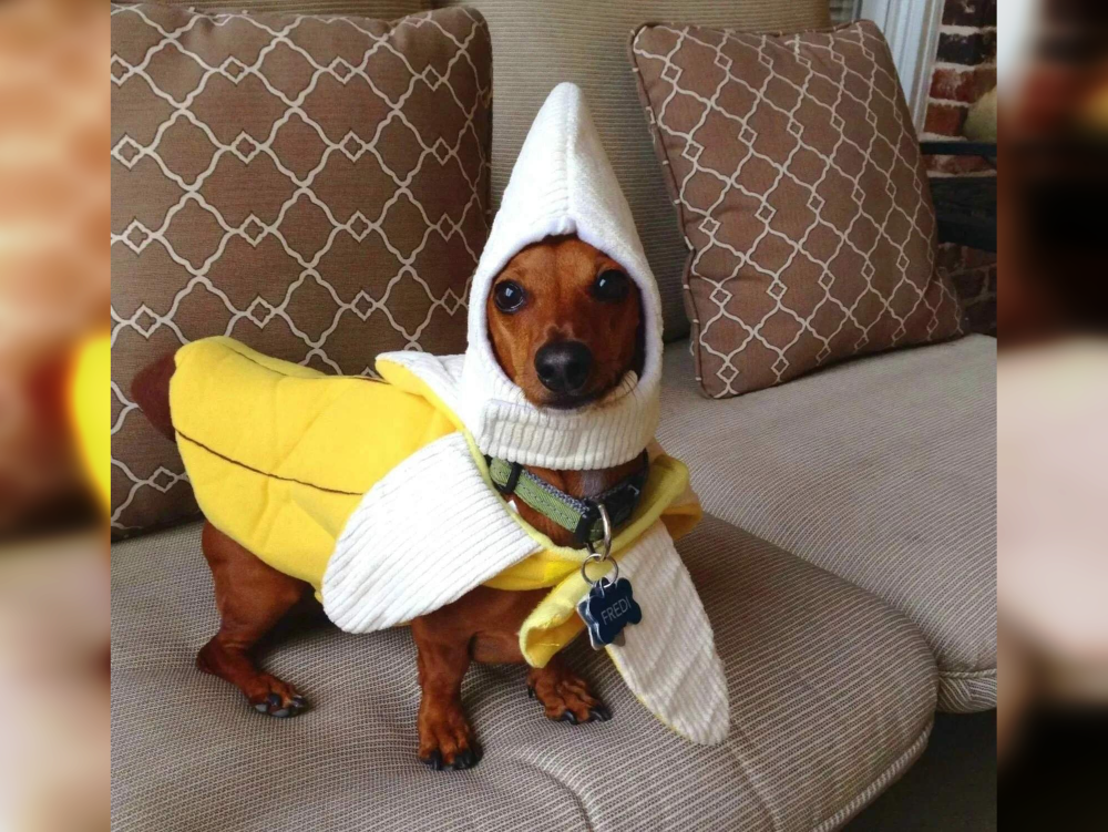 Doggie Dress-Up Delights: Laughter Unleashed in Costumes